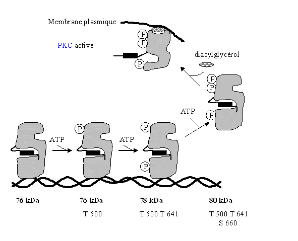 fig. 15 : Modèle montrant l'implication des phosphorylations sur l'activité enzymatique de la [protéine kinase C] &#946;II (Keranen L.M. et al., 1995).