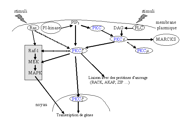 fig. 17 : Schéma hypothétique sur le réseau de transmission d'informations impliquant plusieurs isoformes de la [protéine kinase C]