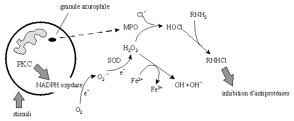 fig. 20 : Formation des espèces réactives de l'oxygène.