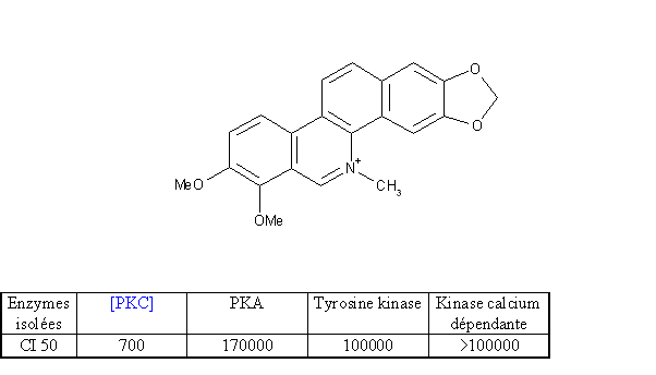 fig. 23 : Un inhibiteur de la protéine kinase C : le chlorure de chélérythrine (CI 50 en µM) (Herbert J.M et al., 1990).