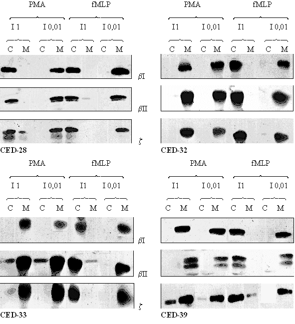fig. 39 : Acticité du CED-28, du CED-32, du CED-33 et du CED-39 sur la translocation de la protéine kinase C après une stimulation des granulocytes neutrophiles par le PMA 160 nM pendant 5 minutes ou le fMLP 1 µM pendant 10 minutes.<br />