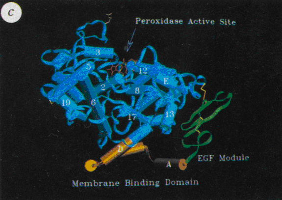 
Fig. 40 :Représentation en cristallographie de la cyclooxygénase-1 (Picot et al., 1994).