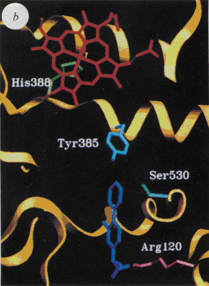 fig. 47 : Représentation du flurbiprofène avec le site actif de la COX-1 (picot et al.,1994).