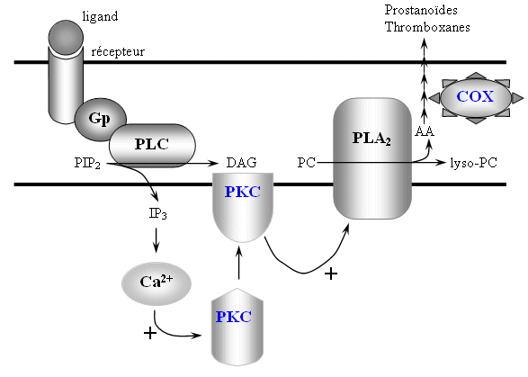 fig. 56 : Voie de transduction permettant l'activation de la COX-1.