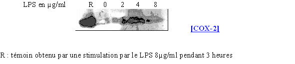 fig. 68 : Influence du LPS sur la synthèse de COX-2.