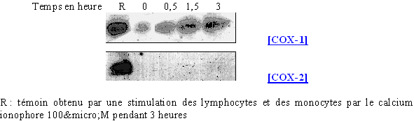 fig. 69 : Action du calcium ionophore sur la synthèse de COX-2 et COX-1.