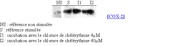 fig.78 : Action du chlorure de chélérythrine sur la synthèse de COX-2.