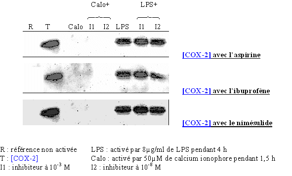 fig. 84 : Vérification de la transcription et de la traduction de COX-2 en présence de l'aspirine, de l'ibuprofène et du nimésulide.