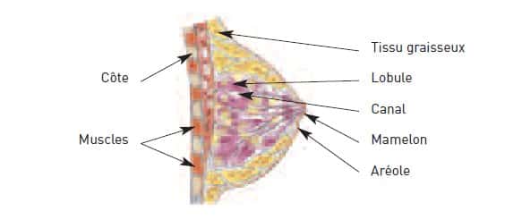 Structure du sein (glande mammaire). © INCA