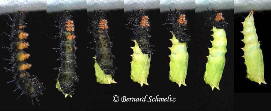 Une chenille de Paon-du-jour, <em>Aglais io</em> (L., 1758)(=<em>Inachis io</em>). Nymphalidé se transforme en chrysalide. © Bernard Schmeltz