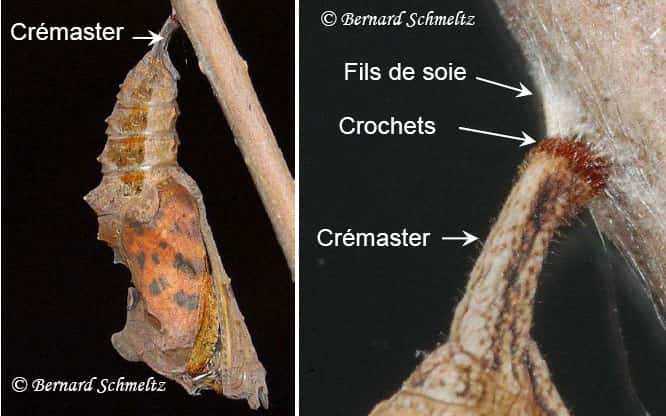 Chrysalide du Robert-le-diable – Détail du crémaster (ci-dessus). La tête du papillon est en bas. © Bernard Schmeltz