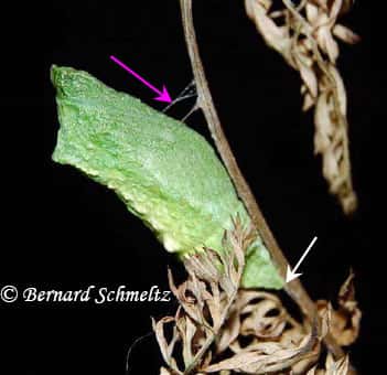 Chez le Machaon (ci-contre), la chrysalide est maintenue, en plus du crémaster (en bas), par une ceinture de soie (flèche rose) secrétée par la chenille avant nymphose ; la tête du papillon est en haut. © Bernard Schmeltz