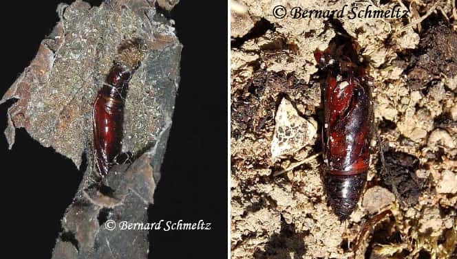 À gauche, chrysalide de la Pyrale du houblon (dans une feuille d’ortie). À droite, chrysalide de la Fiancée (dans le sol). © Bernard Schmeltz