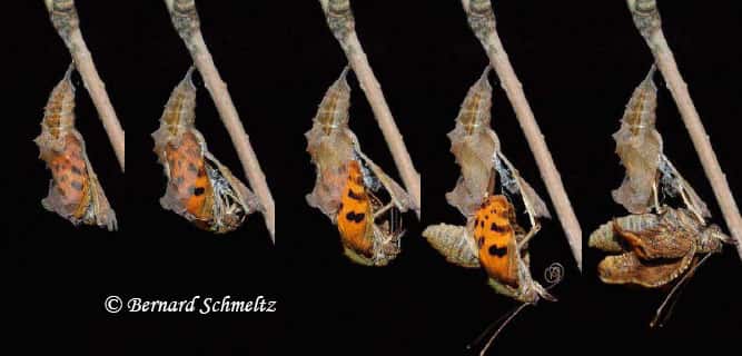 Émergence du papillon Robert-le-diable. Deux minutes se sont écoulées entre la photo de gauche et celle de droite. © Bernard Schmeltz