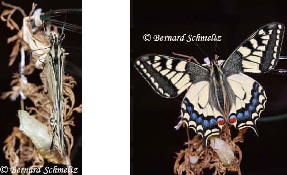 À gauche, Machaon ailes fermées : peu d’ombre. À droite, ouverture brusque des ailes. © Bernard Schmeltz
