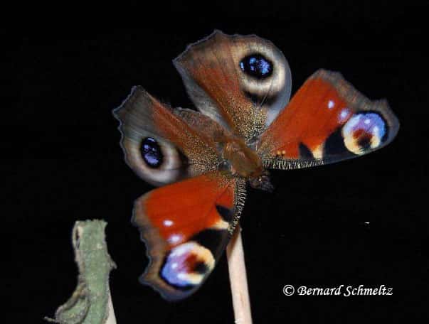 À la découverte du papillon. © Bernard Schmeltz