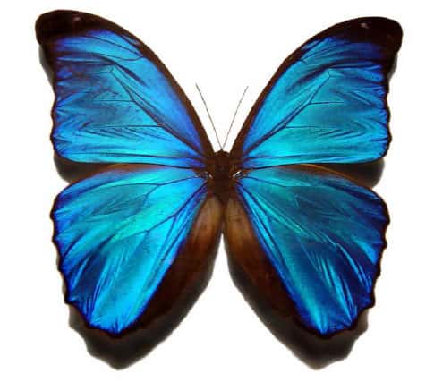 Morpho bleu, <em>Morpho menelaus</em> (L., 1758) (Nymphalidé) (Pérou, Brésil, Bolivie). © Gregory Phillips - Licence de documentation libre GNU, version 1.2