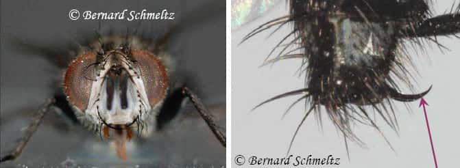À gauche, portrait de face de <em>Compsilura concinnata.</em> À droite, son organe de ponte. © Bernard Schmeltz
