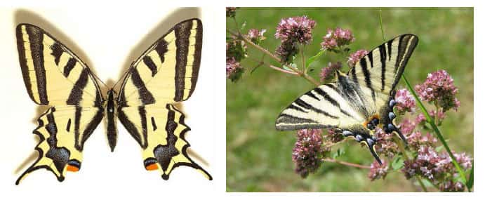 À gauche, l’Alexanor, <em>Papilio alexanor Esper</em>, 1800 (Papilionidé). © Sarefo - Licence de documentation libre GNU, version 1.2. À droite, le Flambé, <em>Iphiclides podalirius</em> (L., 1758) (Papilionidé). © Ymaup - Licence de documentation libre GNU, version 1.2
