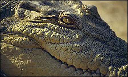 Tête de crocodile. © DR