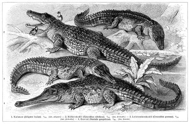 Les crocodiles font partie des reptiles. © Domaine public
