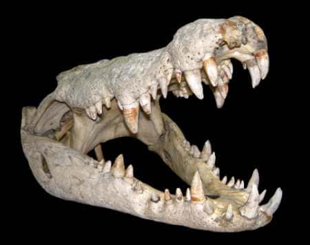 Crâne de crocodile. © DR