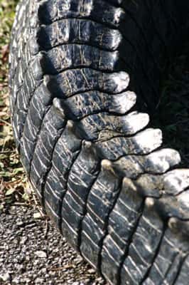 <br />Queue et patte d'alligator. © Wing-Chi Poon, <em>Creative Commons Attribution-Share Alike 2.5 Generic license</em>