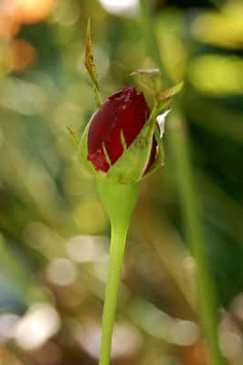 Bourgeon floral de rosier. © KOS, Domaine public