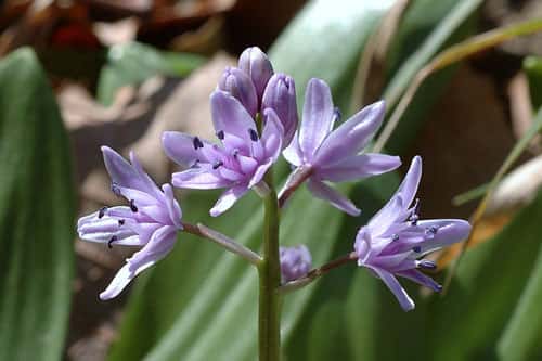 <em>Scilla lilio hyacinthus, </em>que l'on rencontre dans les hêtraies du Cantal<em>.</em> © Acamédie de Besançon