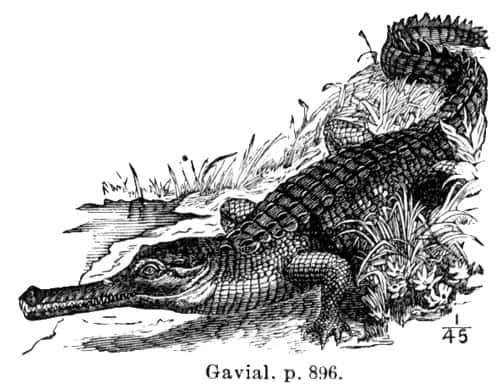 Un gavial. © Domaine public