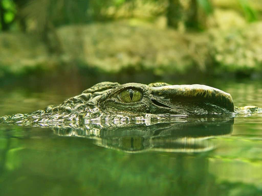 Les premiers crocodiliens sont apparus au Jurassique. © Tombako the Jaguar, Flickr CC by-nd 3.0