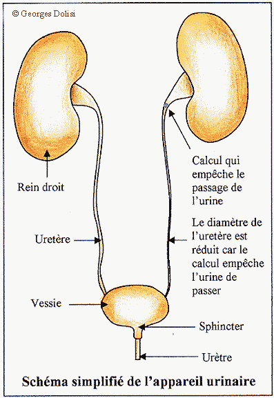 La cystite est une infection de l'appareil urinaire. Elle est due à une inflammation de la paroi de la vessie. ©Georges Dolisi, DR