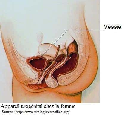 Les spécificités de l’appareil génital féminin expliquent le fait que la cystite soit plus fréquente chez la femme. © DR