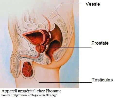 La cystite est plus rare chez l'homme car l'urètre est plus longue à remonter pour les bactéries. © DR