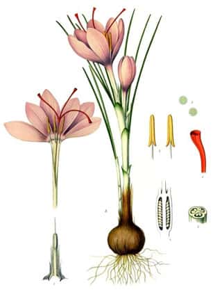 Morphologie du <em>crocus sativus. </em>Rouge : stigmates (extrémités du pistil). Jaune : étamines (organes mâles). Rose : corolle (ensemble des tépales). <em>Beige : corme (organe de réserve). ©</em> domaine public 
