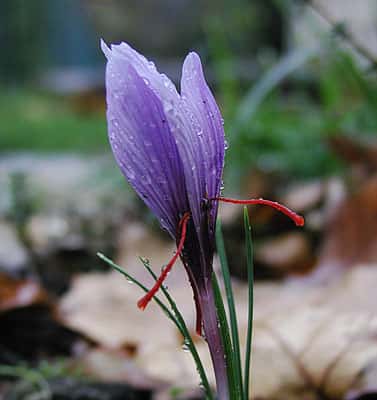 Fleur de safran. Le <em>crocus sativus</em> permet la culture du safran. © EAT DA POO POO, CC by-sa 3.0