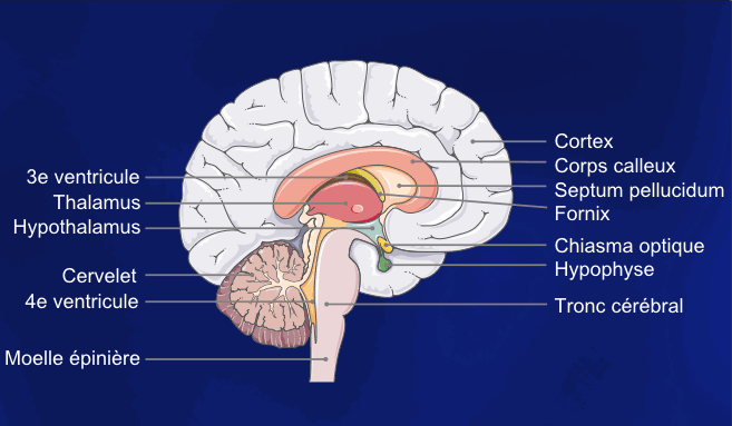 Schéma du système cérébral. Il est le siège de la pensée comme de troubles comme les TOC. © Servier Medical Art