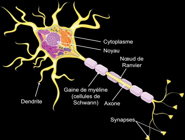 Schéma d’un neurone. Les neurones à sérotonine jouent un rôle sur le niveau d’anxiété et l’humeur. © Servier Medical Art
