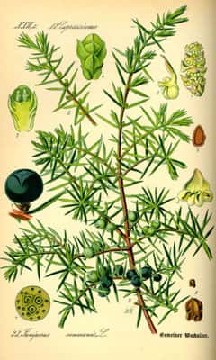 <em>Juniperus communis.</em> © Domaine public