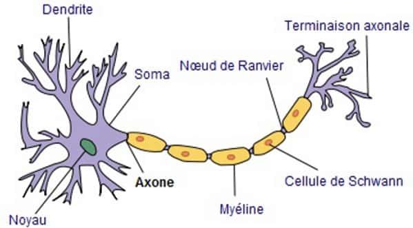 Composition d’un neurone type. © Selket, Wikimedia CC by-sa 3.0