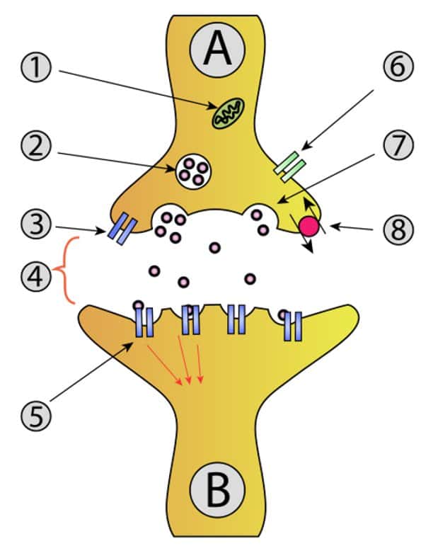 Schéma d'un neurone. 1. Mitochondrie ; 2. Vésicule synaptique avec des neurotransmetteurs ; 3. Autorécepteur ; 4. Fente synaptique avec neurotransmetteur libéré (ex : sérotonine ou dopamine) ; 5. Récepteurs postsynaptiques activés par neurotransmetteur (induction d'un potentiel postsynaptique) ; 6 Canal calcium ; 7. Exocytose d'une vésicule ; 8. Neurotransmetteur recapturé. © Mouagip, Wikipedia CC by-sa 3.0