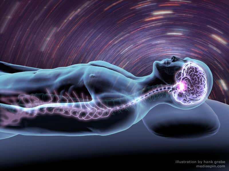 Comment le cerveau forme-t-il les rêves durant le sommeil paradoxal ? © Hank Grebe, mediaspin.com