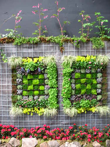Le mur végétal permet d'avoir un espace jardin sans perdre de place. © The blue girl / Flickr - Licence Creative Common (by-nc-sa 2.0)