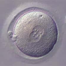 Une fois fécondé, l'ovule prend le nom de zygote. © DR
