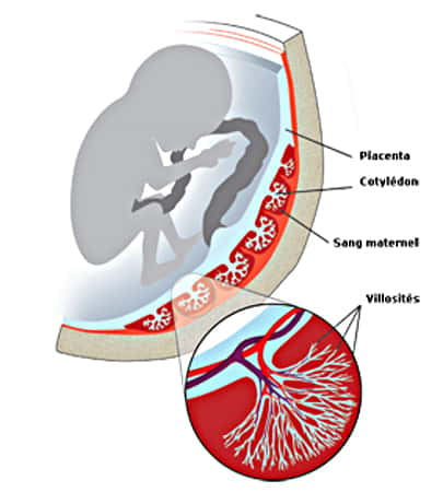 Schéma du placenta, constitué de villosités. © DR