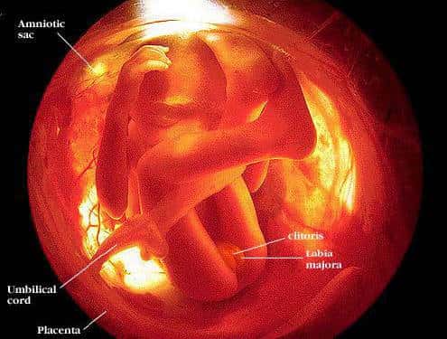 Fœtus au quatrième mois de grossesse. © DR