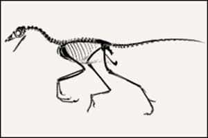 L'étude du squelette de l'Archéoptéryx (<em>Archaeopteryx lithographica</em>) suppose une aptitude médiocre au vol. © Dessin : Ornithomedia