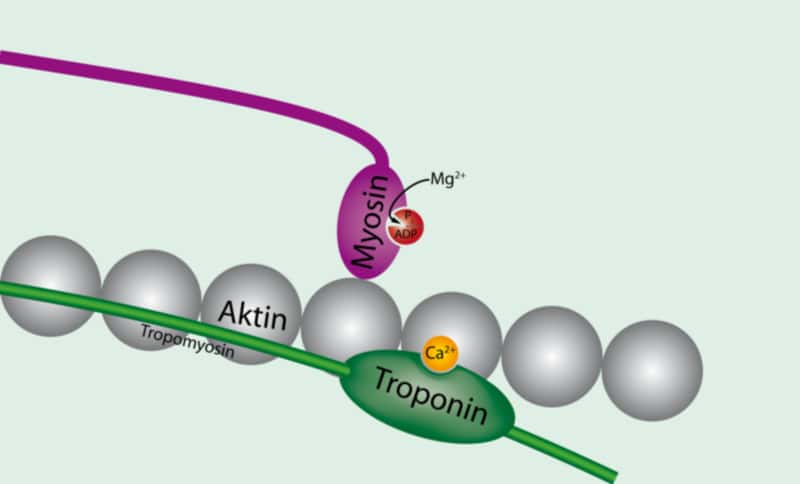 La troponine liée au calcium permet l’adhésion de la myosine à l’actine, entraînant la rigidité cadavérique. © Adhanali, Wikimedia, CC by-sa 3.0