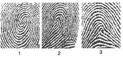 La majorité des empreintes digitales sont de trois types : empreintes en spirale (1), en boucle (2), ou en tente (3). © DR