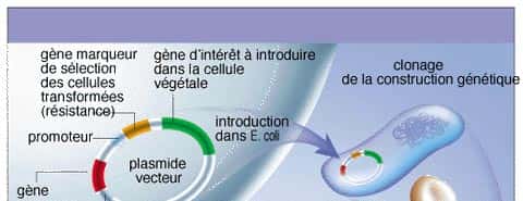 <br /><br />Fabrication d'un OGM. © La Recherche